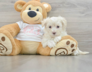 8 week old Maltipoo Puppy For Sale - Puppy Love PR