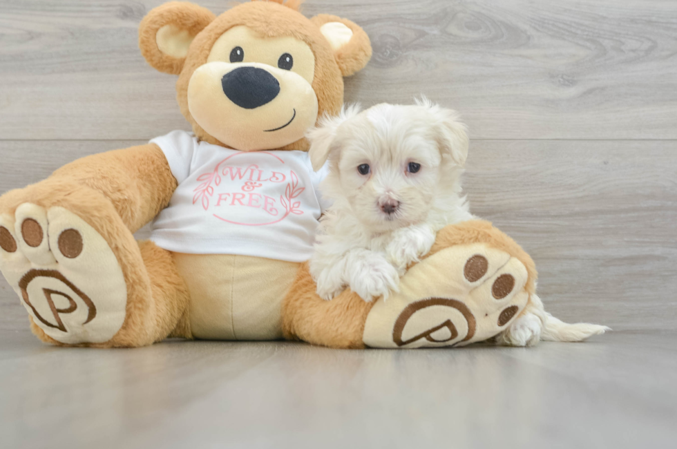 6 week old Maltipoo Puppy For Sale - Puppy Love PR