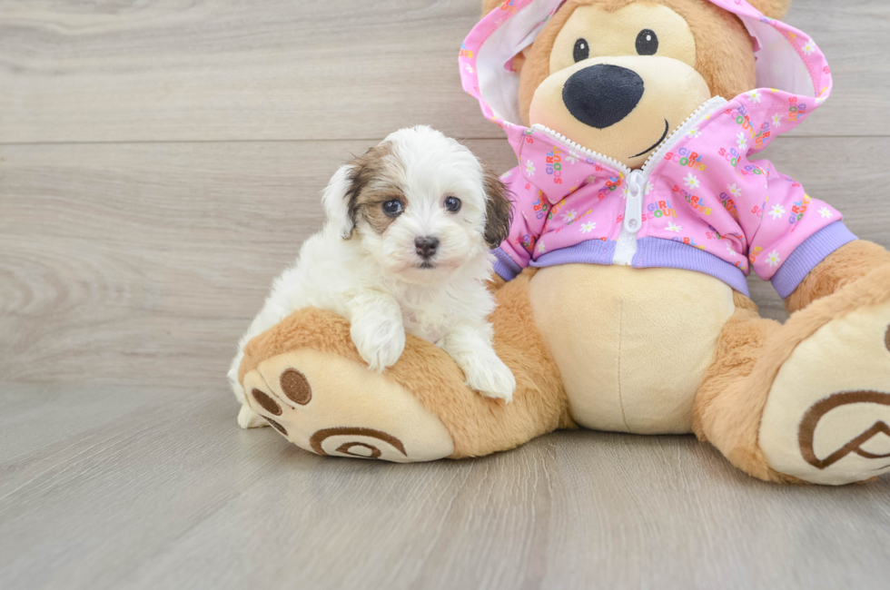6 week old Maltipoo Puppy For Sale - Puppy Love PR