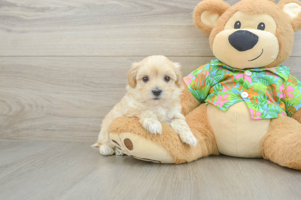 6 week old Maltipoo Puppy For Sale - Puppy Love PR