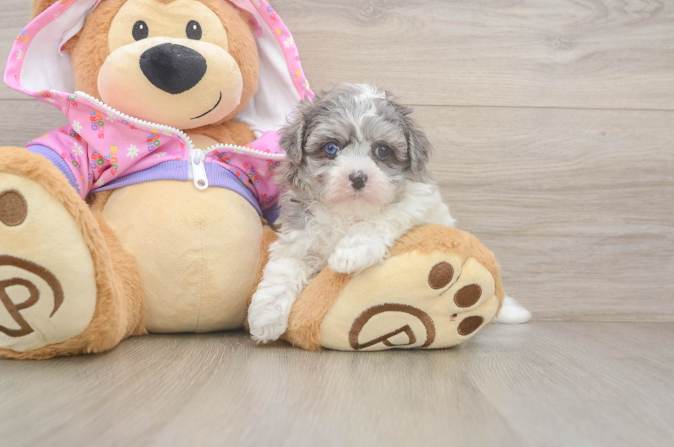 6 week old Maltipoo Puppy For Sale - Puppy Love PR