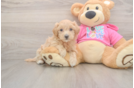 Maltipoo Pup Being Cute