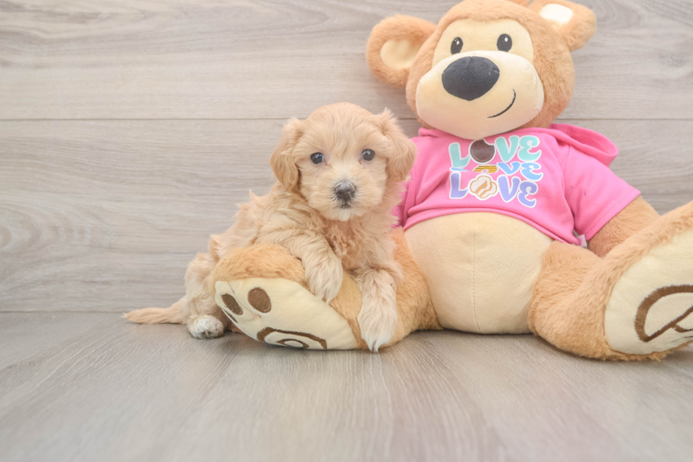 Maltipoo Pup Being Cute