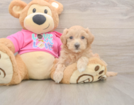 6 week old Maltipoo Puppy For Sale - Puppy Love PR