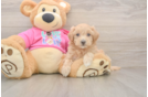 Cute Maltipoo Baby