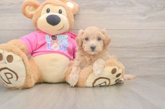 Cute Maltipoo Baby