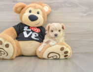 8 week old Maltipoo Puppy For Sale - Puppy Love PR