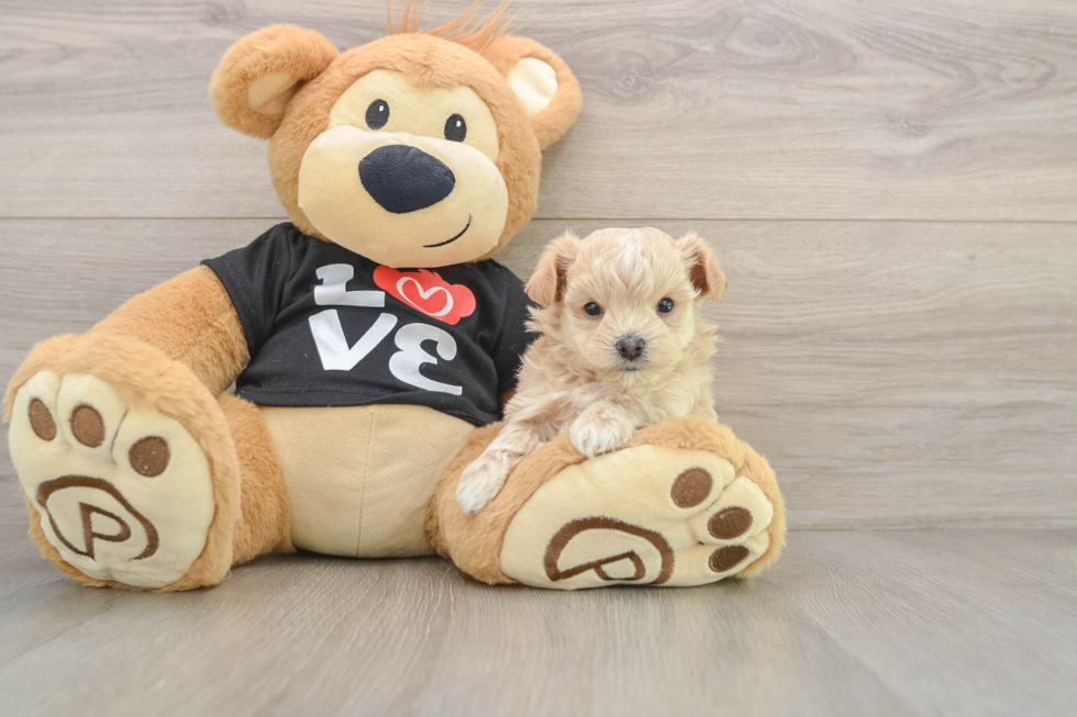 Petite Maltipoo Poodle Mix Pup