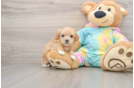 Cute Maltipoo Baby