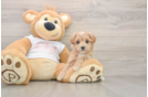 Maltipoo Puppy for Adoption