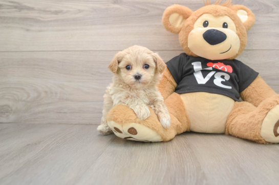 Popular Maltipoo Poodle Mix Pup