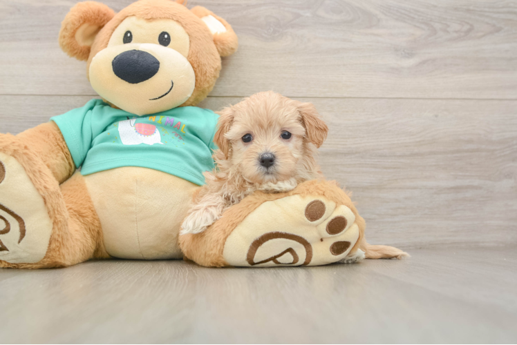 Petite Maltipoo Poodle Mix Pup