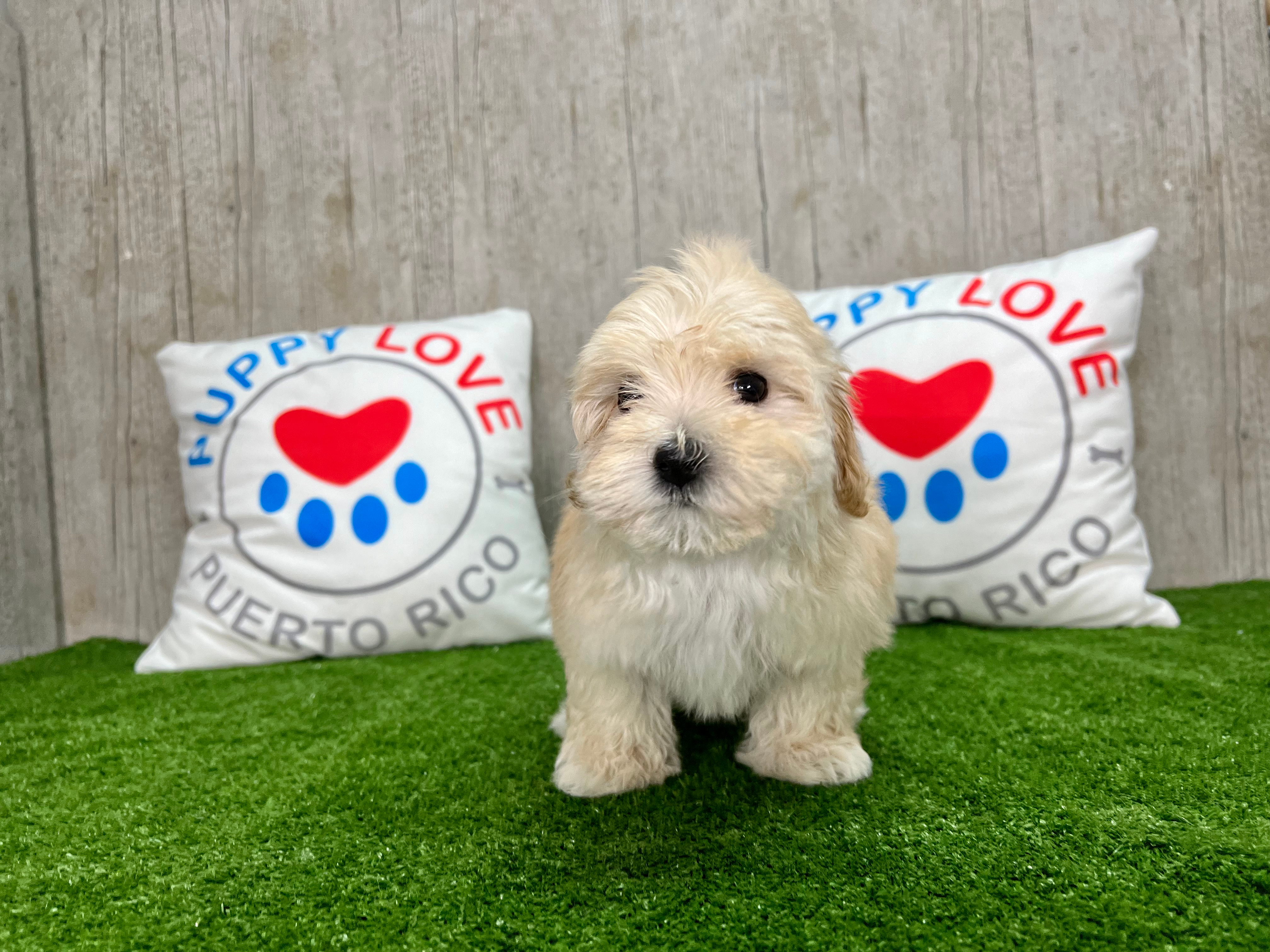 Cute Maltipoo Baby