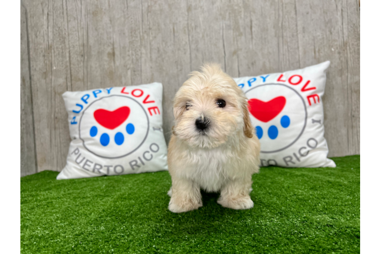 Cute Maltipoo Baby