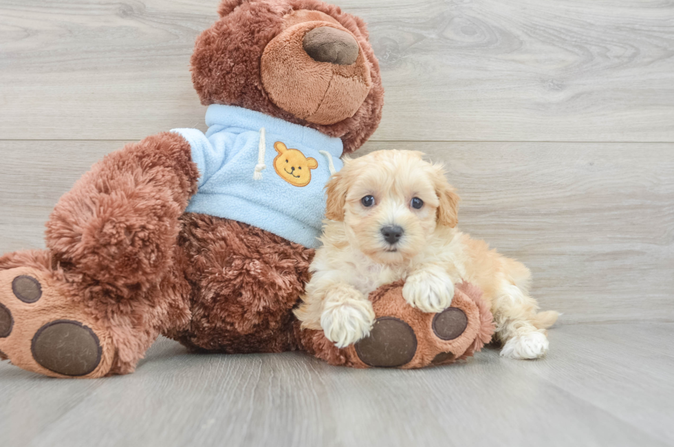 6 week old Maltipoo Puppy For Sale - Puppy Love PR