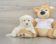 8 week old Maltipoo Puppy For Sale - Puppy Love PR