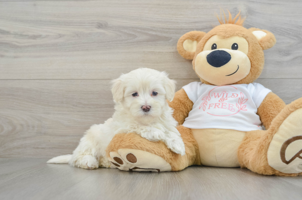 6 week old Maltipoo Puppy For Sale - Puppy Love PR