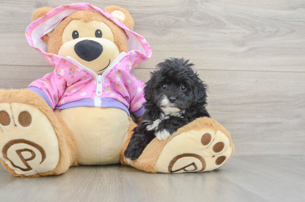 6 week old Maltipoo Puppy For Sale - Puppy Love PR