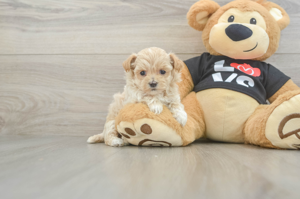 6 week old Maltipoo Puppy For Sale - Puppy Love PR