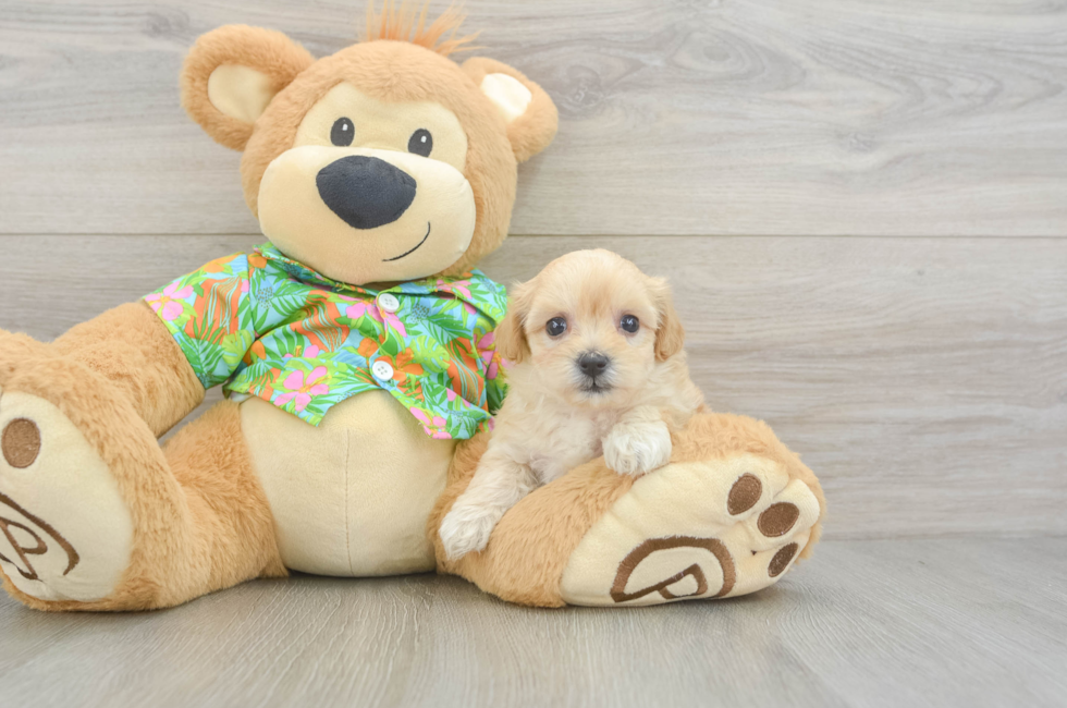 6 week old Maltipoo Puppy For Sale - Puppy Love PR