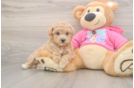 Maltipoo Pup Being Cute