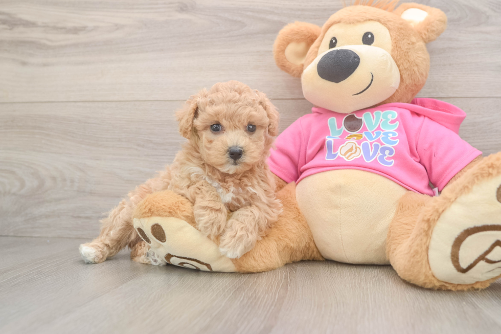 Maltipoo Pup Being Cute