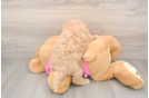Funny Maltipoo Poodle Mix Pup