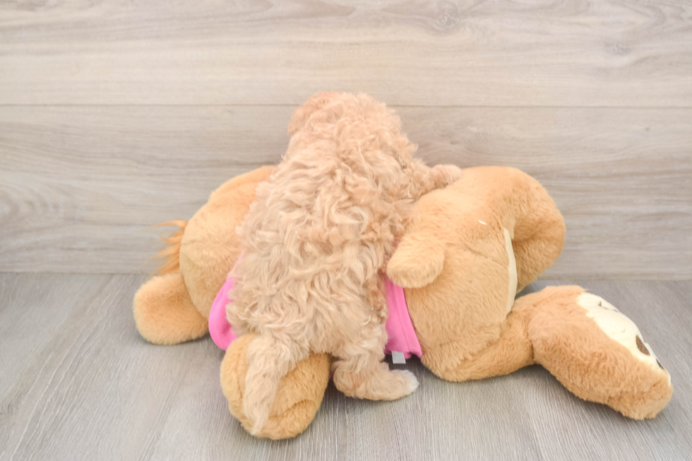 Funny Maltipoo Poodle Mix Pup