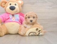 6 week old Maltipoo Puppy For Sale - Puppy Love PR