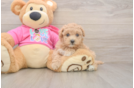 Energetic Maltidoodle Poodle Mix Puppy