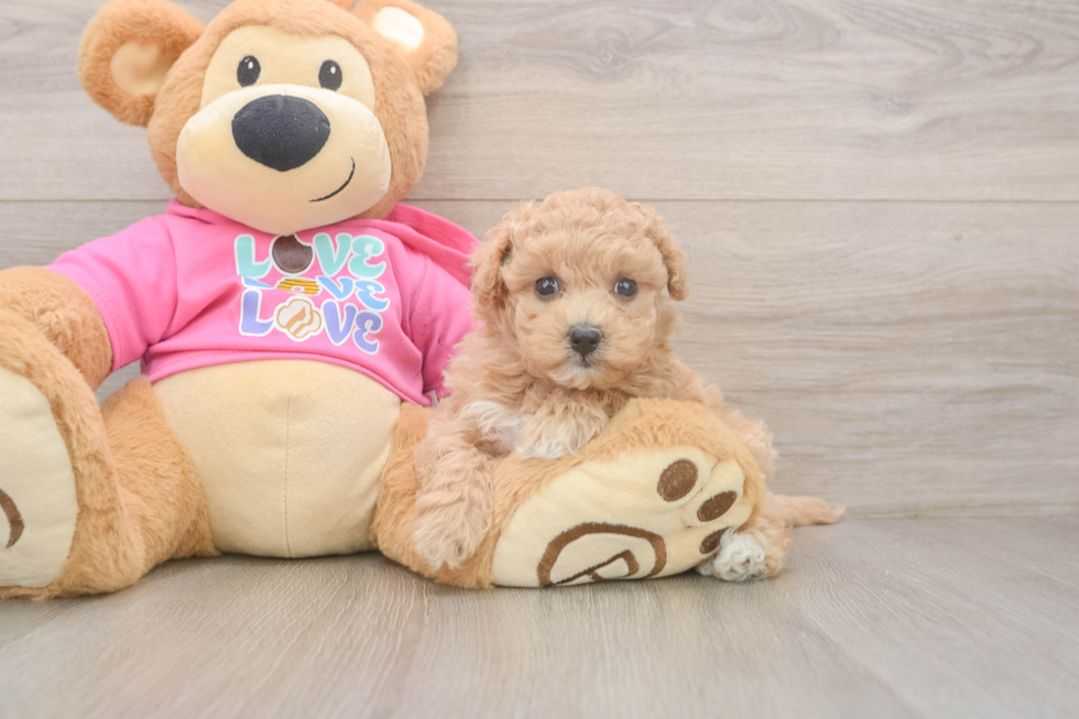 Energetic Maltidoodle Poodle Mix Puppy