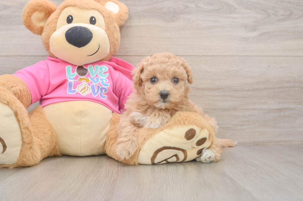 5 week old Maltipoo Puppy For Sale - Puppy Love PR