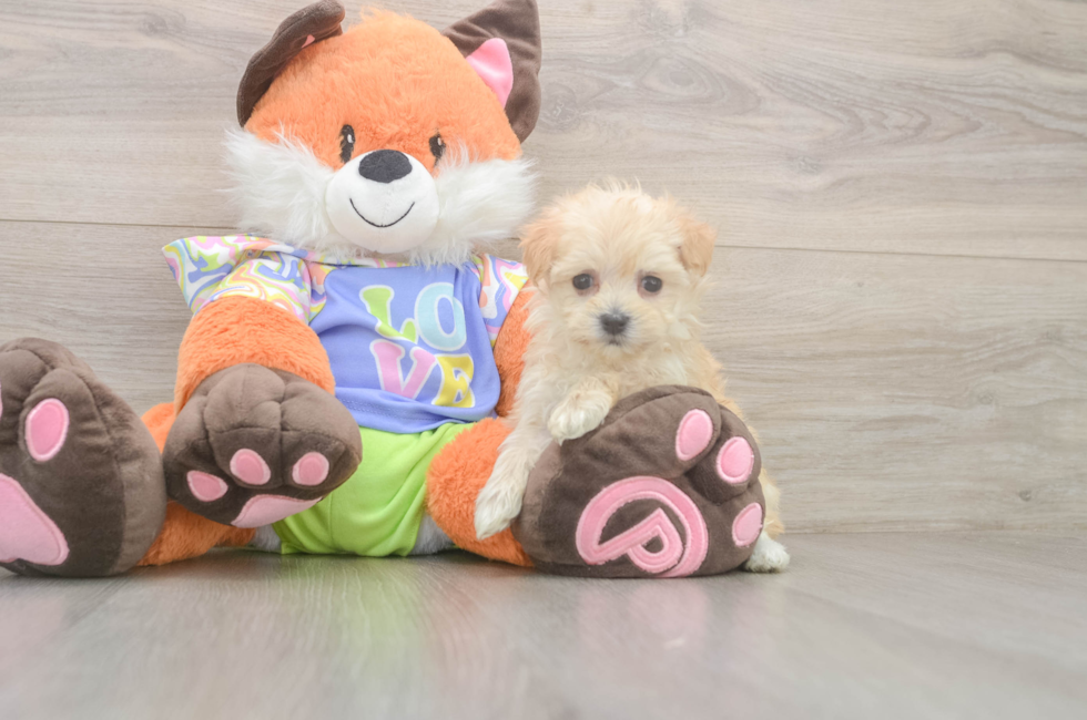 5 week old Maltipoo Puppy For Sale - Puppy Love PR