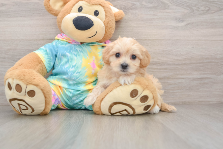 Best Maltipoo Baby