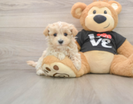 6 week old Maltipoo Puppy For Sale - Puppy Love PR