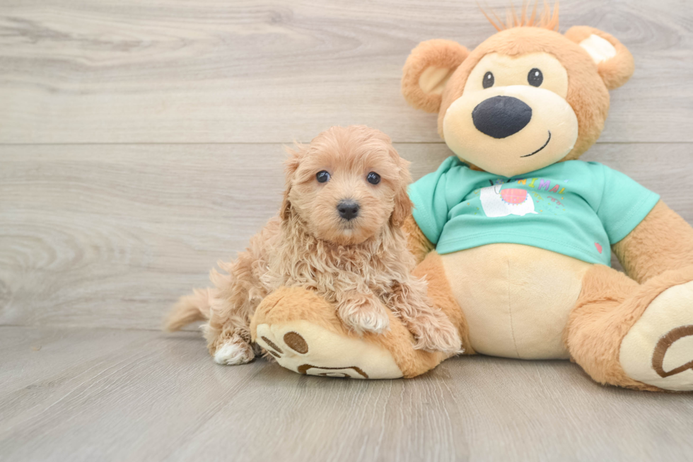 Cute Maltipoo Baby