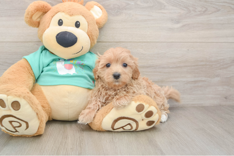 Maltipoo Puppy for Adoption