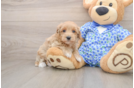 Adorable Malt Oodle Poodle Mix Puppy
