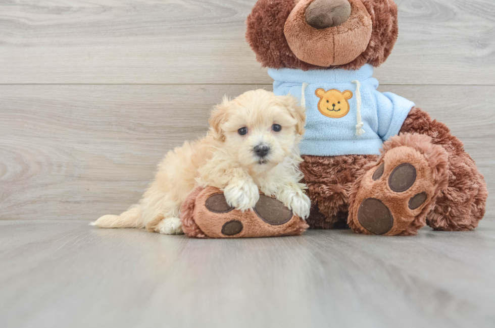 6 week old Maltipoo Puppy For Sale - Puppy Love PR