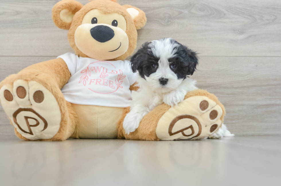 6 week old Maltipoo Puppy For Sale - Puppy Love PR