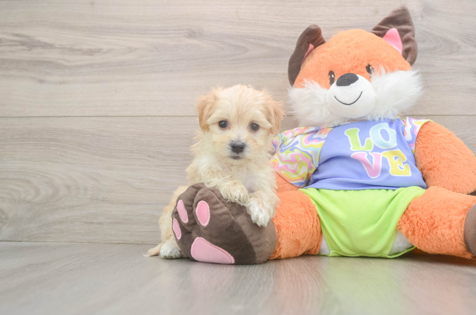 5 week old Maltipoo Puppy For Sale - Puppy Love PR