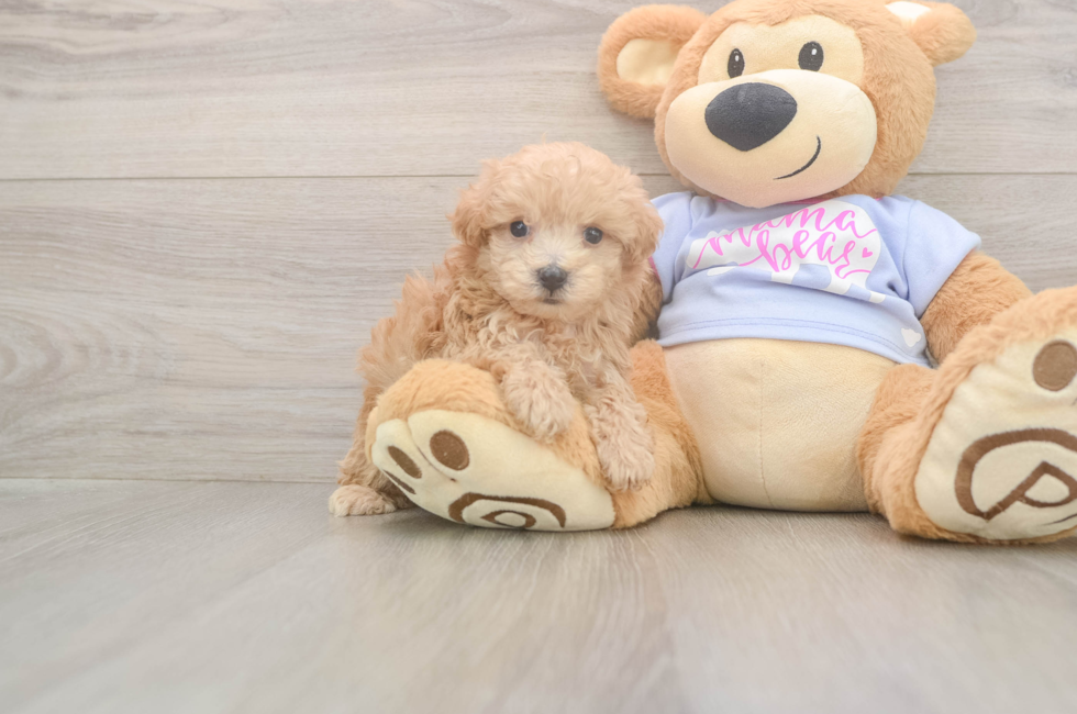 5 week old Maltipoo Puppy For Sale - Puppy Love PR