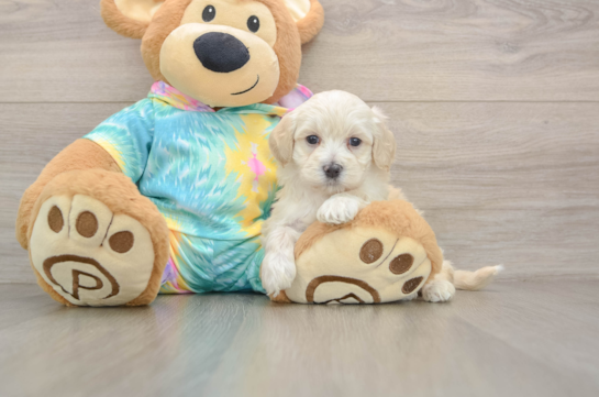 Smart Maltipoo Poodle Mix Pup