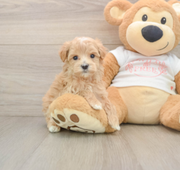 7 week old Maltipoo Puppy For Sale - Puppy Love PR