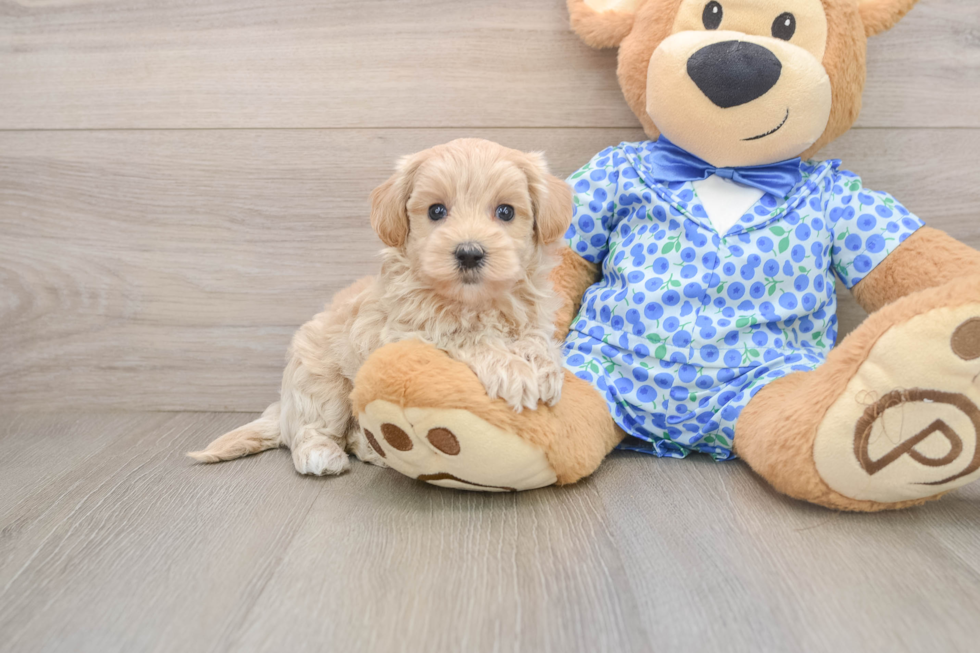 Maltipoo Pup Being Cute