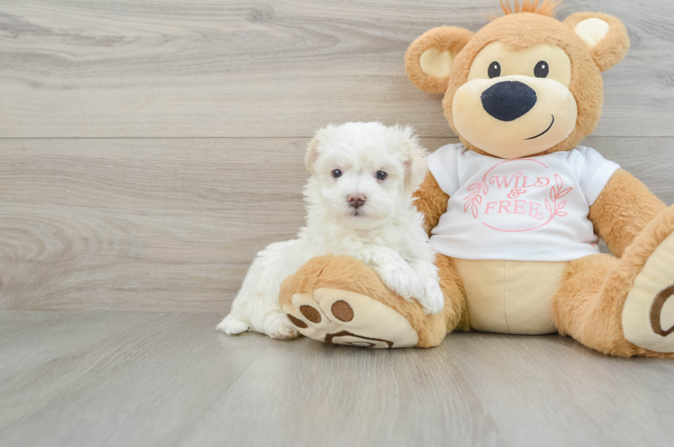 6 week old Maltipoo Puppy For Sale - Puppy Love PR