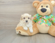 8 week old Maltipoo Puppy For Sale - Puppy Love PR