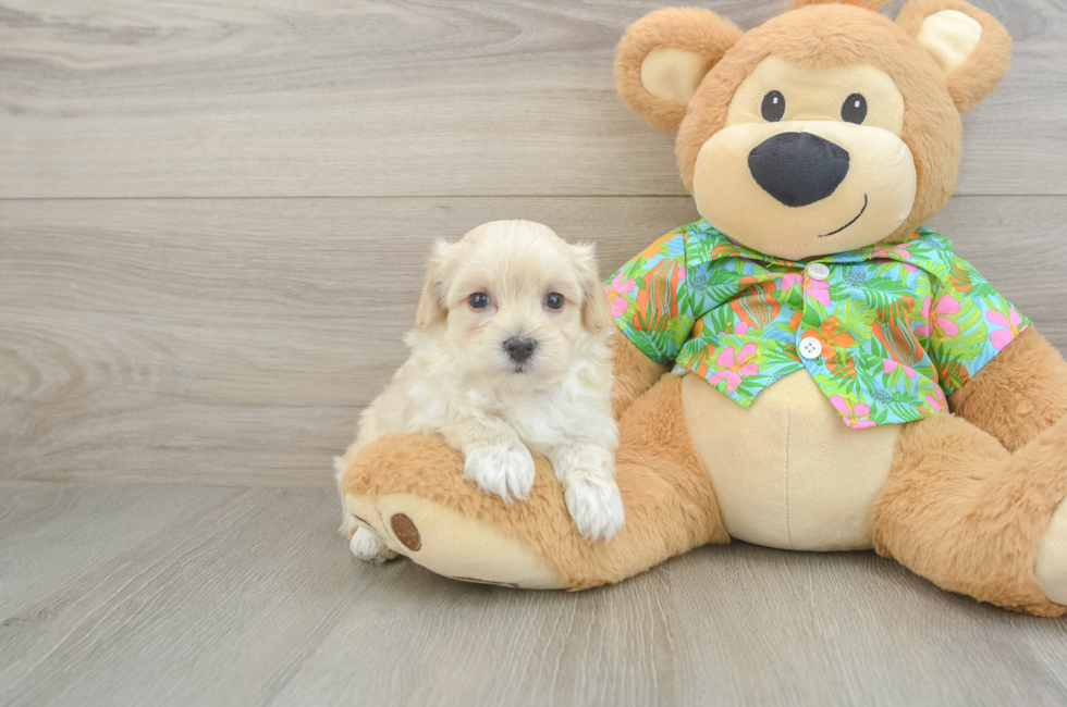 6 week old Maltipoo Puppy For Sale - Puppy Love PR