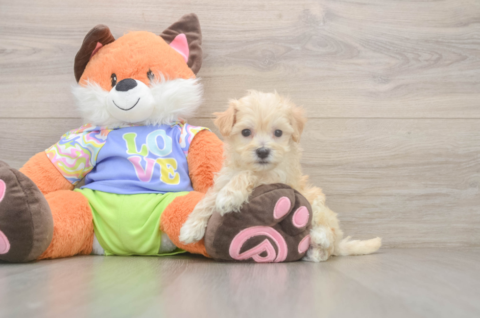 5 week old Maltipoo Puppy For Sale - Puppy Love PR