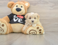 7 week old Maltipoo Puppy For Sale - Puppy Love PR